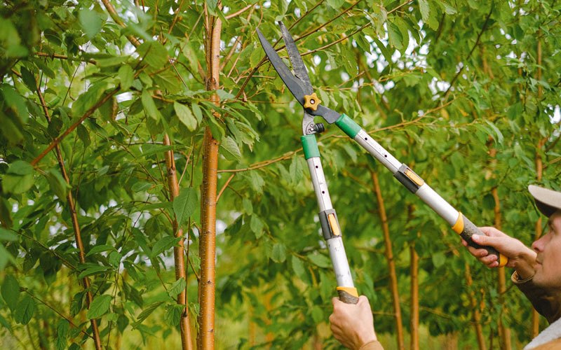 Tree trimming in Lyndonville, NY